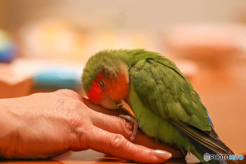 コザクラインコのうたた寝
