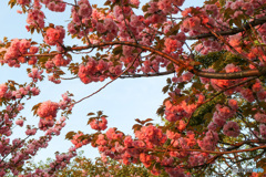 浦安　桜最終盤　夕陽に枝まで輝く八重桜