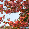 浦安　桜最終盤　夕陽に枝まで輝く八重桜
