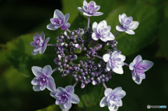 花火のように咲く額紫陽花