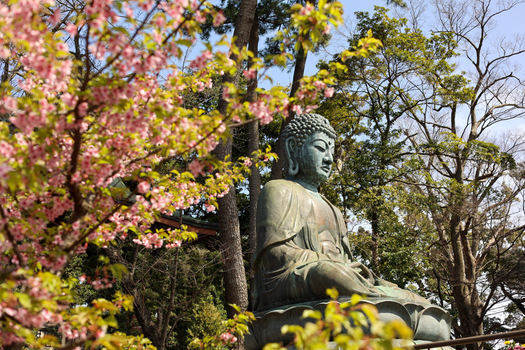 桜の季節に瞑想中