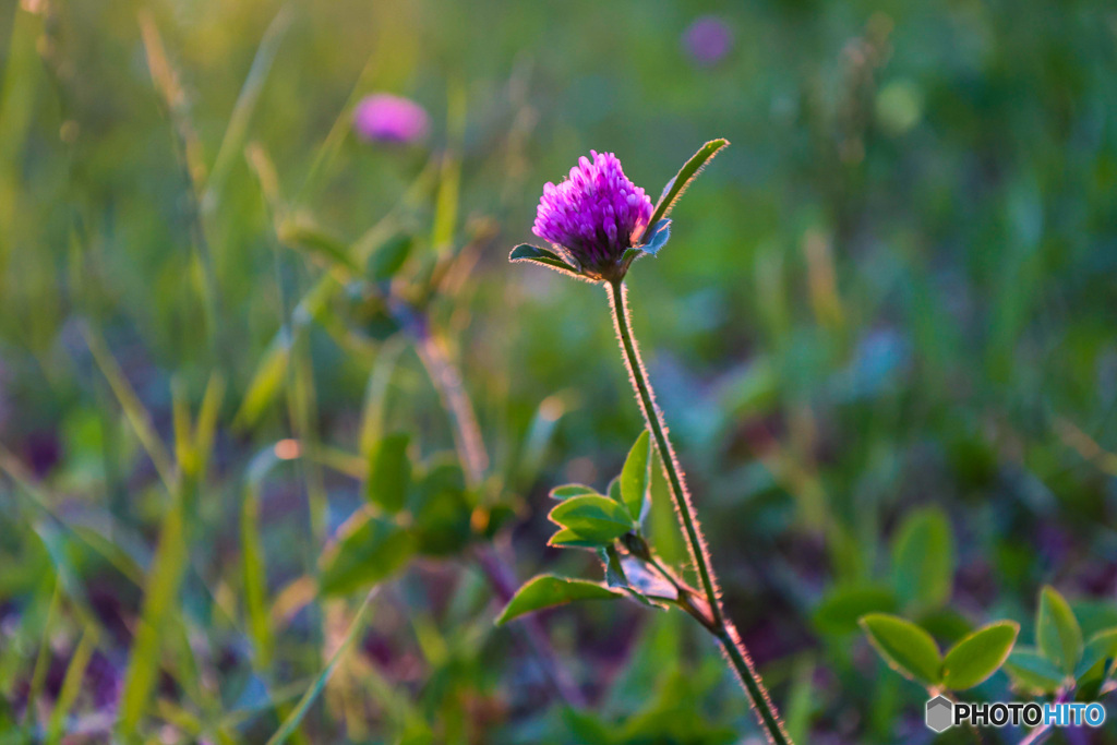 夕日に映えるムラサキツメクサ