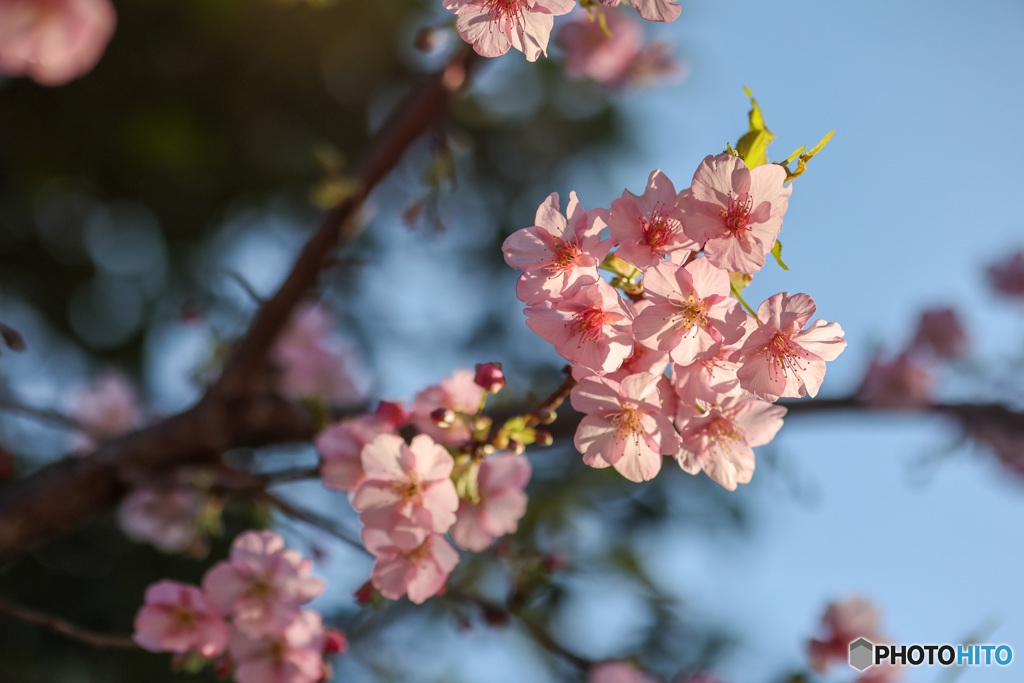 河津桜　7分咲き