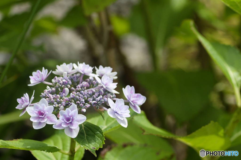 真っ盛り額紫陽花　その2