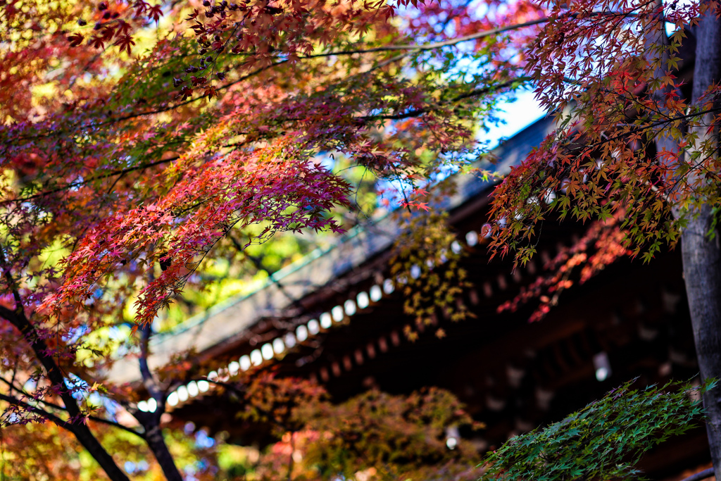 門前の錦　東漸寺