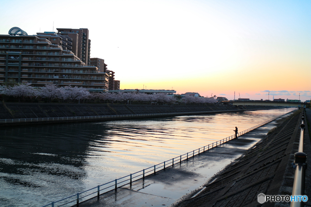 桜咲く日の夕暮れと釣り人