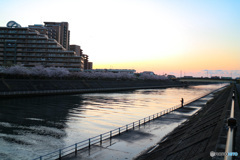 桜咲く日の夕暮れと釣り人
