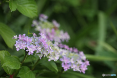 額紫陽花の始まり