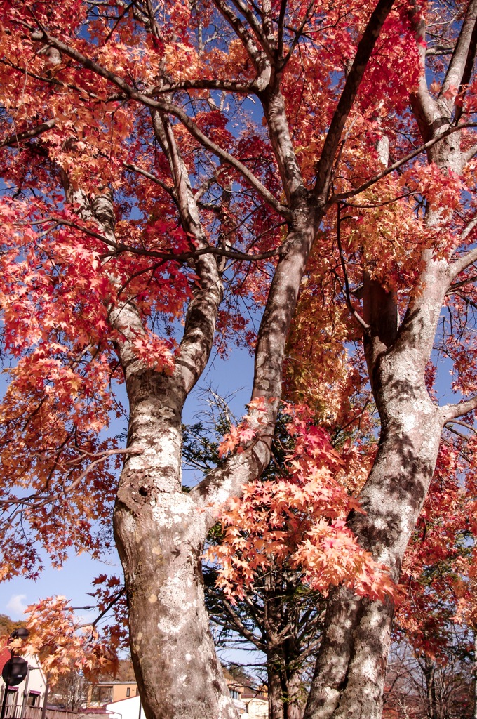 中禅寺湖畔で見た深い紅葉と抜ける青空