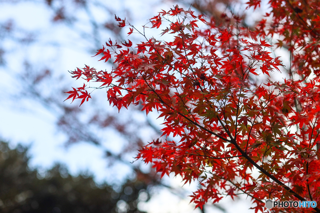 東京の紅葉　旧古河庭園の空に映える