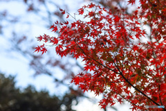 東京の紅葉　旧古河庭園の空に映える