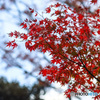 東京の紅葉　旧古河庭園の空に映える