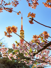 東京タワーと桜　2021その2