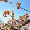 東京タワーと桜　2021その2