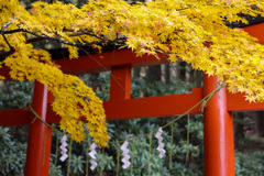 日光の紅葉　二荒山神社にて　2