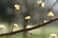 黄金に輝く山茱萸の花　その1