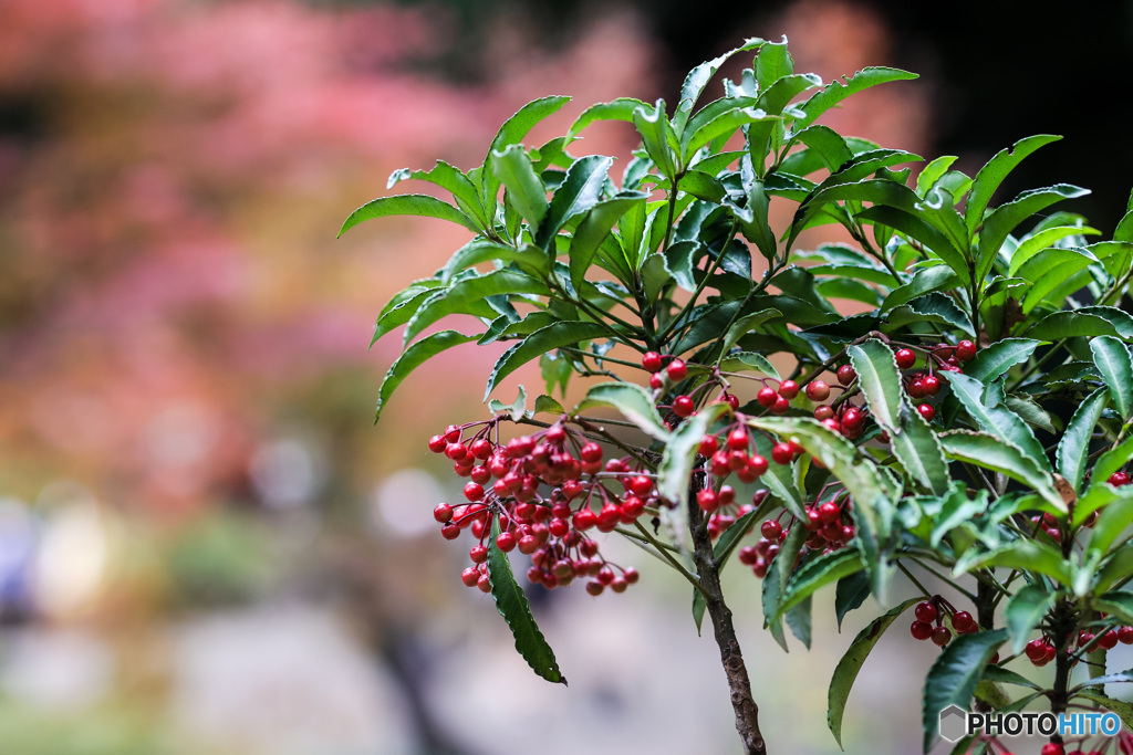 紅と赤と緑