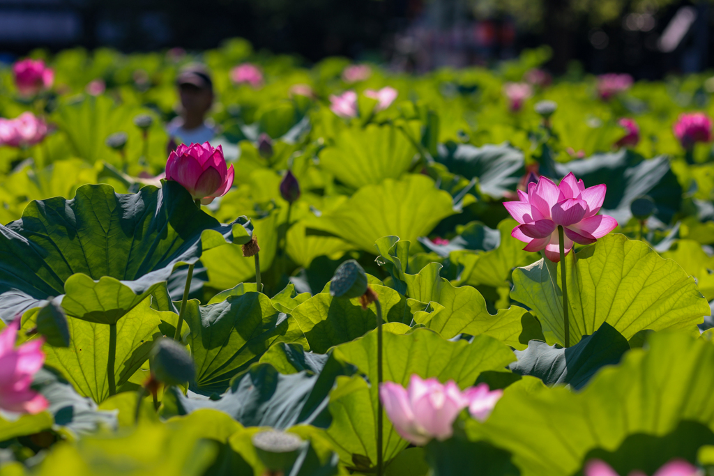 透過光に輝く　蓮池の花　不忍池