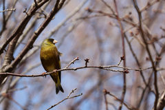 カワラヒワと出会いました