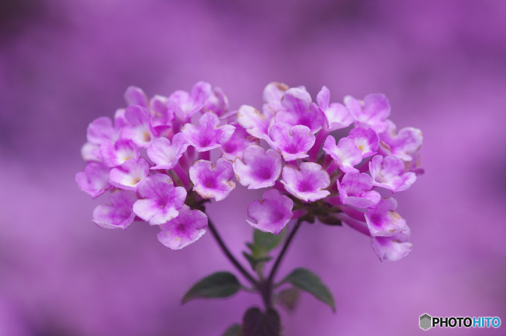 小さな小さな素朴な花束をあなたに