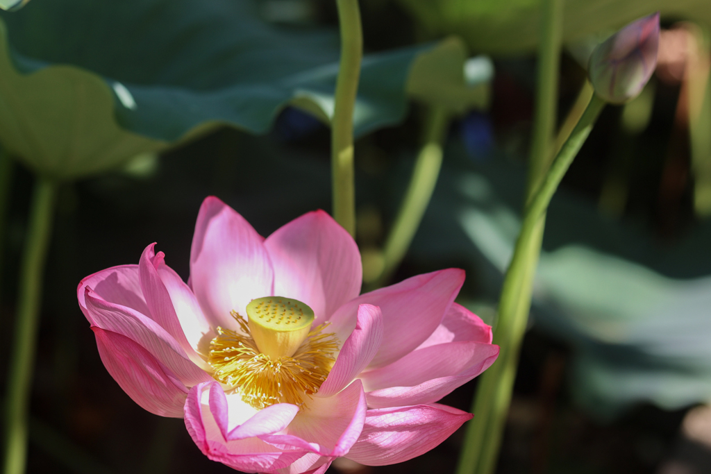 日曜日の朝の開花　蓮
