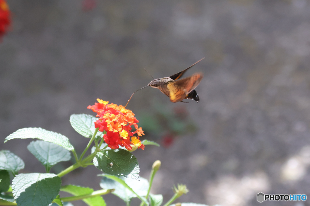 庭のランタナが賑やかな祝日 ホシホウジャク