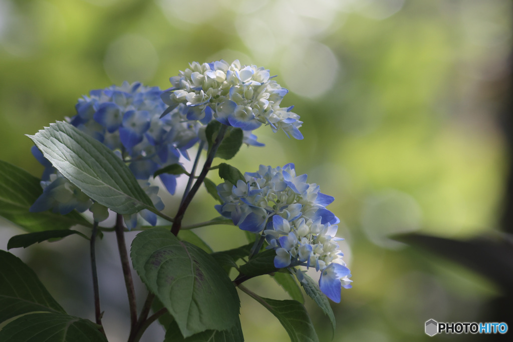 淡い色に咲く　紫陽花