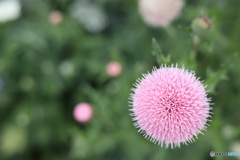 浮かぶピンクの花