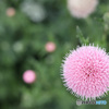 浮かぶピンクの花