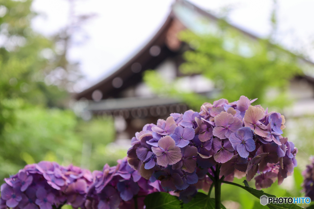 千葉県のあじさい寺　本土寺４
