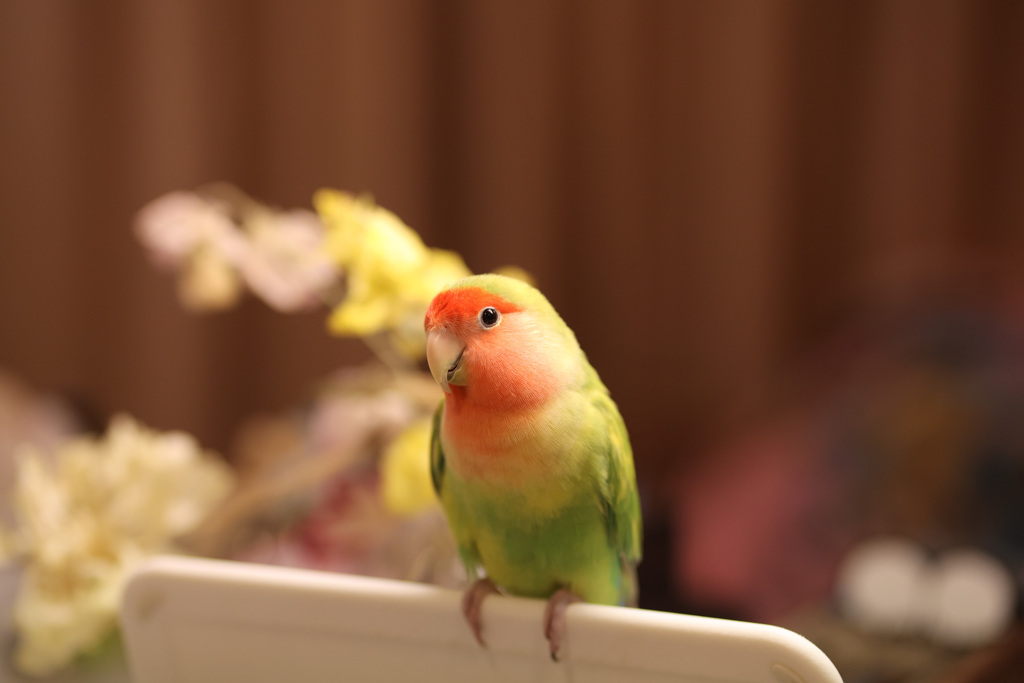 ポートレート　ぐり4歳　コザクラインコ