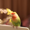 ポートレート　ぐり4歳　コザクラインコ