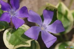 青い風車のようなツルニチニチソウの花