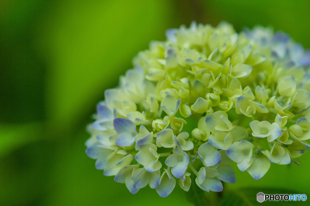 紫陽花の季節の始まり　1