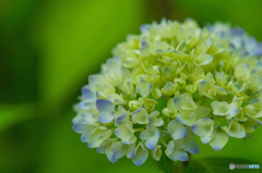 紫陽花の季節の始まり　1