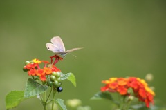 さあ、ほかの花に行こう！！