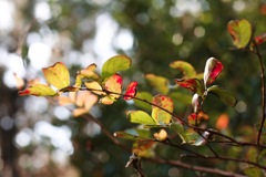 紅葉の始まり、見つけた！