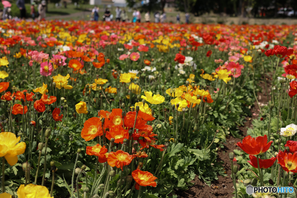 ポピーの花畑　リトライ