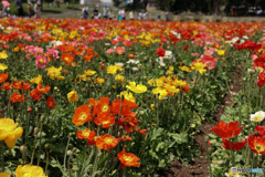 ポピーの花畑　リトライ