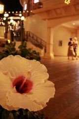 夜の花