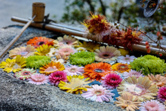 京都紅葉の訪問　妙顕寺　花手水