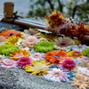 京都紅葉の訪問　妙顕寺　花手水