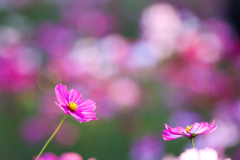 コスモスと秋桜の水玉模様