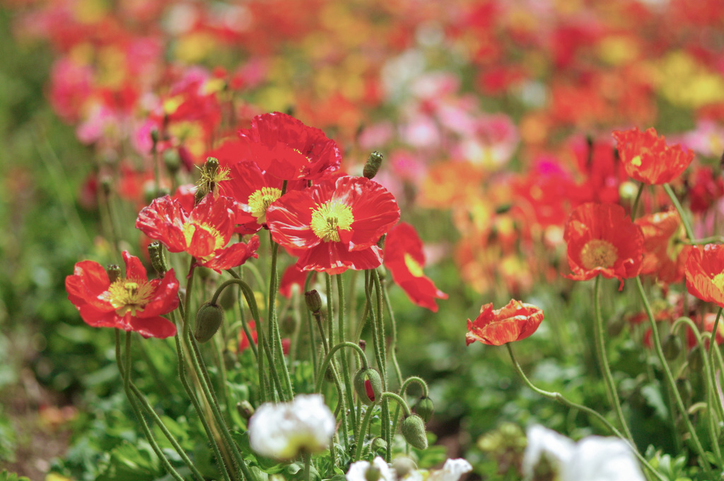 ポピーの花畑　リトライ　k-7