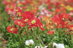 ポピーの花畑　リトライ　k-7