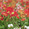 ポピーの花畑　リトライ　k-7