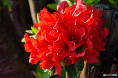 赤くて赤い　アマリリスのようなツツジの花たち