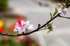 今年の花桃 