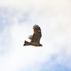 トンビ 近くで撮れました