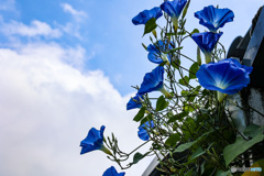 アウトレットで見つけた盛夏盛花